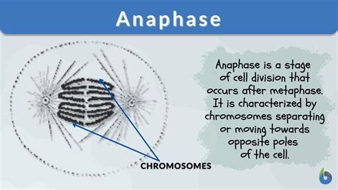 what happens in anaphase|anaphase used in a sentence.